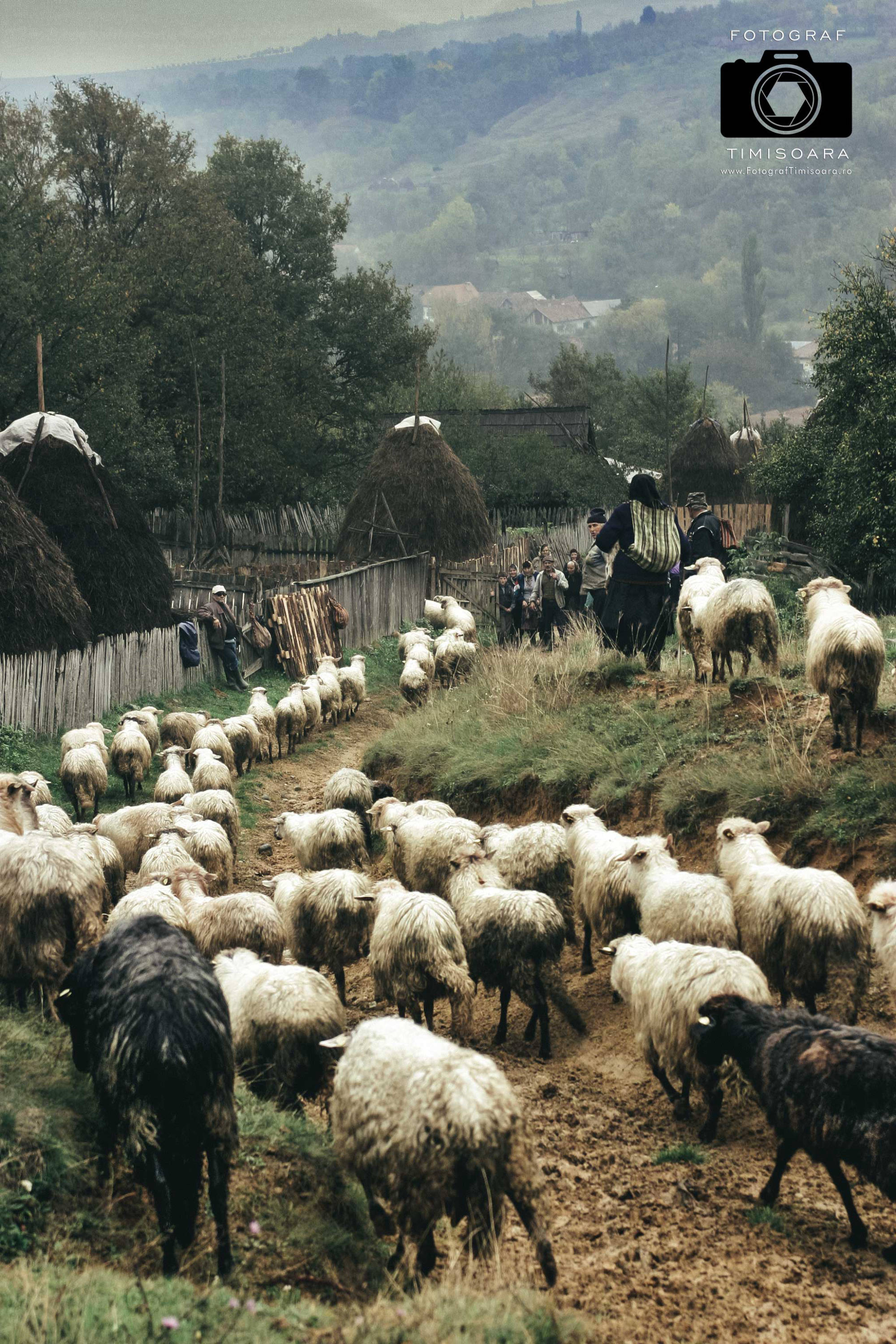 Fotograf Timisoara, Fotograf Nunta Timisoara, Foto Video Timisoara, Foto Video Nunta Timisoara, Servicii Foto Video Timisoara, Fotografie de Studio in Timisoara, 